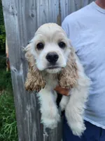 Henry Reduced , a male Cocker Spaniel for sale in Brooksville, FL – 2 of 9