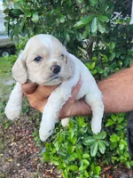 Holden Ready 07/22, a male Cocker Spaniel for sale in Brooksville, FL – 4 of 9
