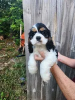 Lola Ready Now , a male Cocker Spaniel for sale in Brooksville, FL – 8 of 9