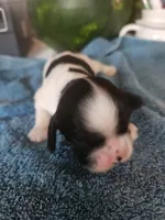 Lincoln AKC, a male Cocker Spaniel for sale in Brooksville, FL – 3 of 6