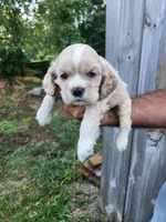Jack Ready 07/06, a male Cocker Spaniel for sale in Brooksville, FL – 4 of 6