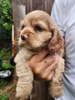Kent, a male Cocker Spaniel for sale in Brooksville, FL – 8 of 10