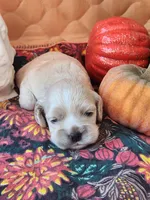 Posey Sold , a female Cocker Spaniel for sale in Brooksville, FL – 3 of 9