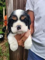 Lincoln , a male Cocker Spaniel for sale in Brooksville, FL – 7 of 10
