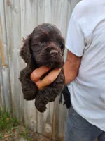 Neal Ready Now, a male Cocker Spaniel for sale in Brooksville, FL – 4 of 8