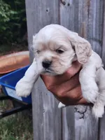 Hannah Ready 07/22, a female Cocker Spaniel for sale in Brooksville, FL – 3 of 6
