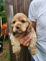 Kent, a male Cocker Spaniel for sale in Brooksville, FL – 3 of 10