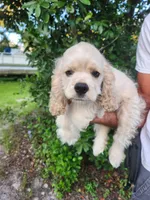 Hannah Ready Now , a female Cocker Spaniel for sale in Brooksville, FL – 6 of 10