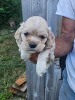 Garrett , a male Cocker Spaniel for sale in Brooksville, FL – 2 of 8