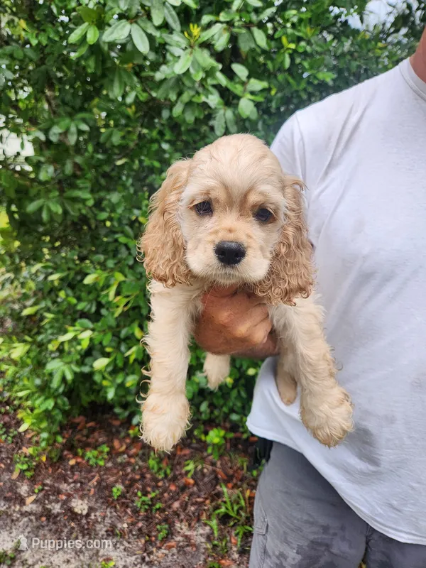 Gina Ready Now – Cocker Spaniel puppy for sale in Brooksville, FL