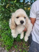 Hannah Ready Now , a female Cocker Spaniel for sale in Brooksville, FL – 7 of 10