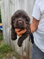 Neal Ready Now, a male Cocker Spaniel for sale in Brooksville, FL – 2 of 8