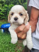 London AKC , a male Cocker Spaniel for sale in Brooksville, FL – 3 of 9