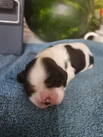 Lucas AKC, a male Cocker Spaniel for sale in Brooksville, FL – 2 of 4