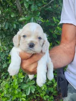 Holden Ready 07/22, a male Cocker Spaniel for sale in Brooksville, FL – 5 of 9