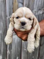 Joey Ready 07/06, a male Cocker Spaniel for sale in Brooksville, FL – 5 of 6