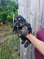 Luna Ready Now , a male Cocker Spaniel for sale in Brooksville, FL – 8 of 10