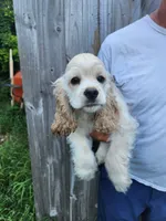 Henry Reduced , a male Cocker Spaniel for sale in Brooksville, FL – 7 of 9