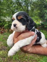 Lola AKC, a male Cocker Spaniel for sale in Brooksville, FL – 8 of 8