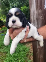 Levi , a male Cocker Spaniel for sale in Brooksville, FL – 2 of 10