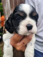 Levi , a male Cocker Spaniel for sale in Brooksville, FL – 9 of 10