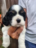 Levi , a male Cocker Spaniel for sale in Brooksville, FL – 8 of 10