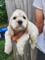 Jack Reduced , a male Cocker Spaniel for sale in Brooksville, FL – 3 of 8