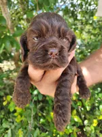Neal Ready 07/02, a male Cocker Spaniel for sale in Brooksville, FL – 7 of 8