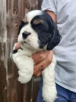 Logan , a male Cocker Spaniel for sale in Brooksville, FL – 7 of 8