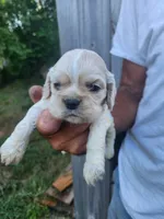 Jessa On Hold, a female Cocker Spaniel for sale in Brooksville, FL – 5 of 9