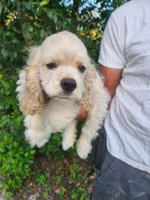 Hannah Ready Now , a female Cocker Spaniel for sale in Brooksville, FL – 10 of 10