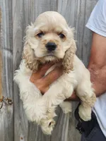 Garrett  Reduced , a male Cocker Spaniel for sale in Brooksville, FL – 6 of 8