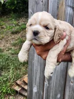 Joey Ready 07/06, a male Cocker Spaniel for sale in Brooksville, FL – 6 of 6