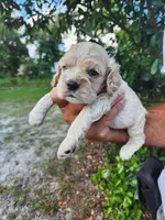 Hank Ready 07/22, a male Cocker Spaniel for sale in Brooksville, FL – 4 of 7