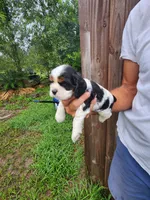 Lucas , a male Cocker Spaniel for sale in Brooksville, FL – 9 of 9