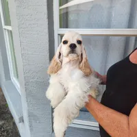 Brinlee Ready Now, a female Cocker Spaniel for sale in Brooksville, FL – Photo 3 of 6