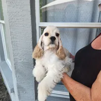 Brinlee Ready Now, a female Cocker Spaniel for sale in Brooksville, FL – Photo 5 of 6