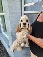 Baxter On Hold , a male Cocker Spaniel for sale in Brooksville, FL – Photo 1 of 6