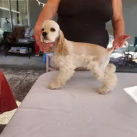 Brinlee Ready Now, a female Cocker Spaniel for sale in Brooksville, FL – Photo 4 of 6