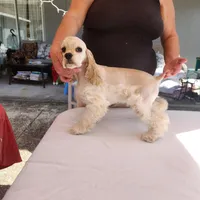 Brinlee Ready Now, a female Cocker Spaniel for sale in Brooksville, FL – Photo 1 of 6