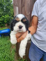 Logan , a male Cocker Spaniel for sale in Brooksville, FL – 2 of 8
