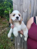 London Ready Now , a male Cocker Spaniel for sale in Brooksville, FL – 7 of 9