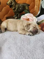 Joy Sold, a female Cocker Spaniel for sale in Brooksville, FL – 7 of 9