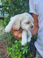 Henry Ready 07/22, a male Cocker Spaniel for sale in Brooksville, FL – 4 of 6