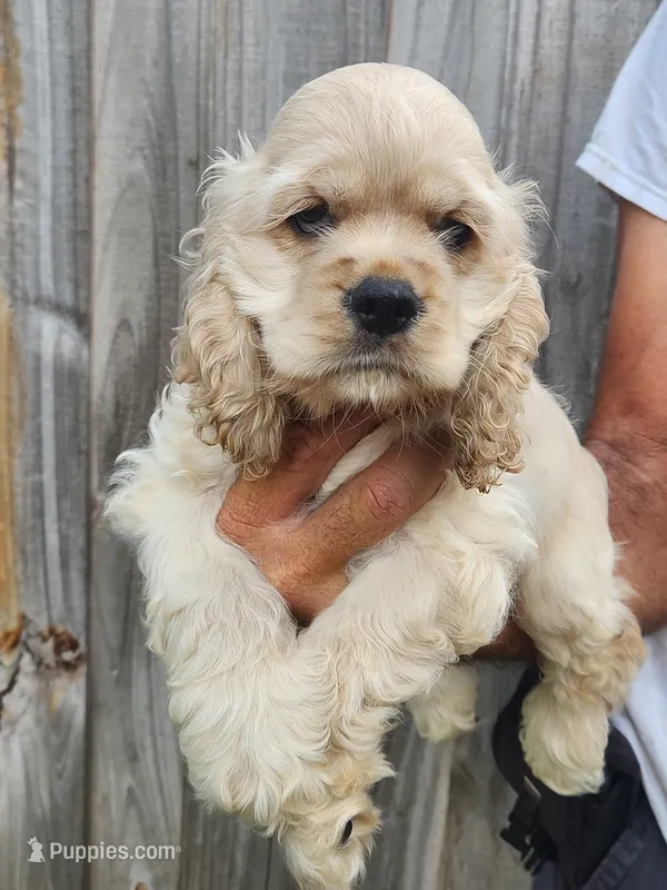 Grayson Ready Now – Cocker Spaniel puppy for sale in Brooksville, FL