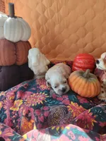 Posey Sold , a female Cocker Spaniel for sale in Brooksville, FL – 9 of 9