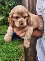Kent, a male Cocker Spaniel for sale in Brooksville, FL – 9 of 10
