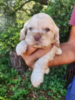 Nathan Ready 07/02, a male Cocker Spaniel for sale in Brooksville, FL – 4 of 8