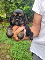 Luna AKC, a male Cocker Spaniel for sale in Brooksville, FL – 2 of 8