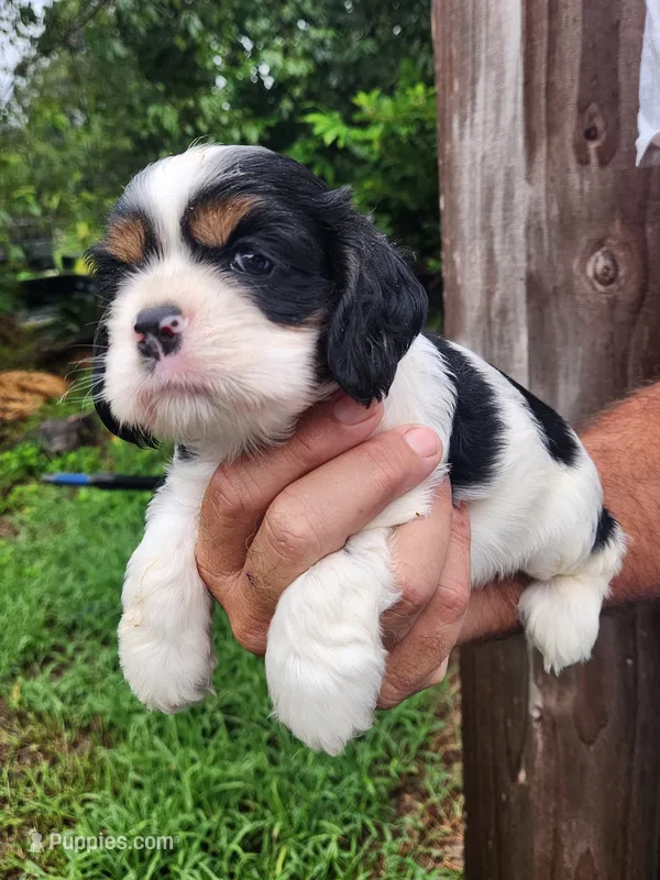 Lincoln AKC – Cocker Spaniel puppy for sale in Brooksville, FL
